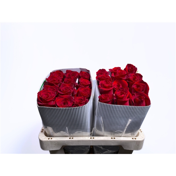 Rose Freedom 50cm (R gr Fre 50cm) - FloraXchange