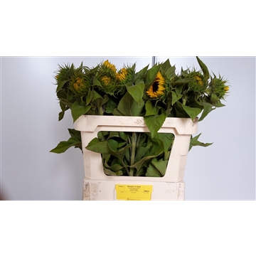 Helianthus Sunrich Orange