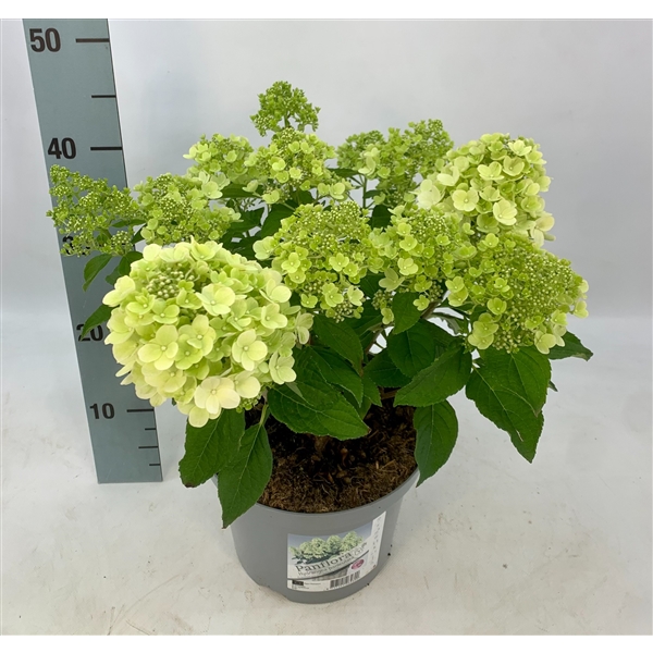 Hydrangea Paniculata Panflora (PaniPanflora ) - FloraXchange