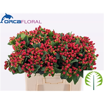 Hypericum Mag Triumph