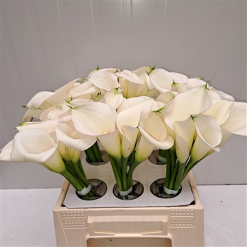 Zantedeschia Ivory Art 40