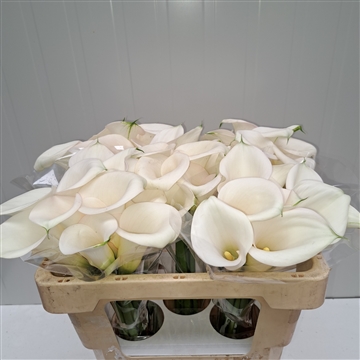 Zantedeschia Ivory Art 50