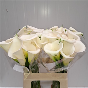 Zantedeschia Ivory Art 60
