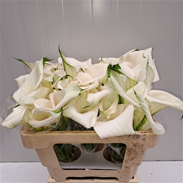 Zantedeschia Ivory Art 520