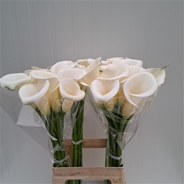 Zantedeschia Ivory Art 70