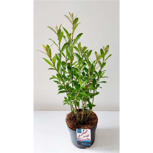 Salix Mount Aso bush p17 (ASOBUSH) - FloraXchange