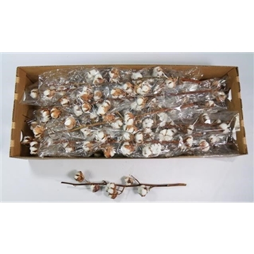 Gossypium hirsutum wit 5 bollen