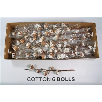 Gossypium Hirsutum Wit 6 bollen