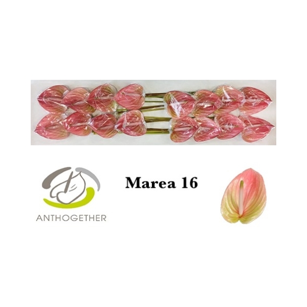 ANTH A MAREA 16 (GM-2535) - FloraXchange