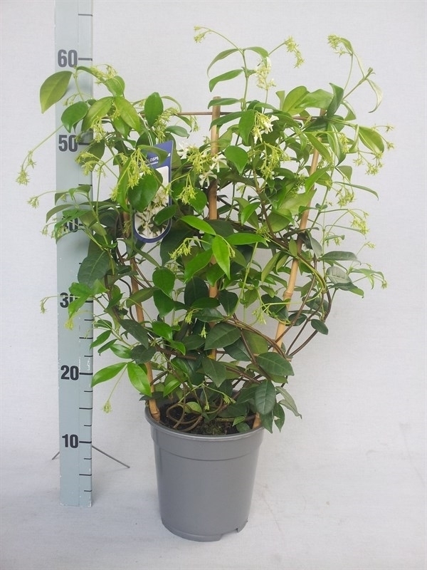 Picture of Trachelospermum jasminoides bamboo REK