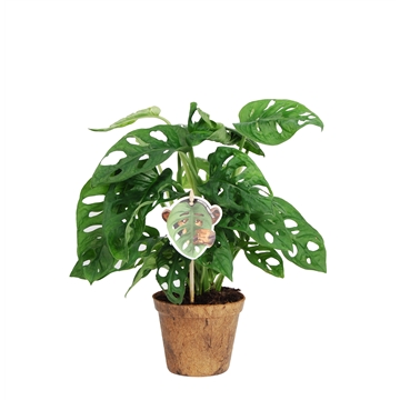 Monstera obliqua &#39;Monkey Leaf&#39; Nature&#39;s Chance Kokospot.