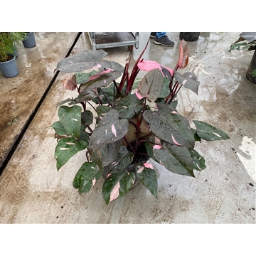 Philodendron Pink Princess P40