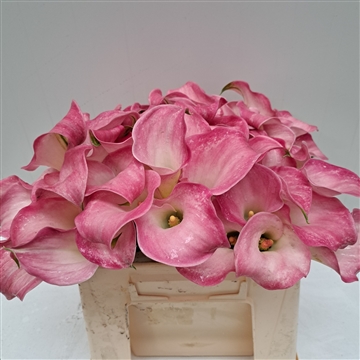 Zantedeschia Captain Alma 30
