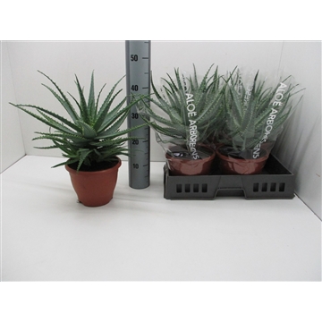 Aloe Arborescens