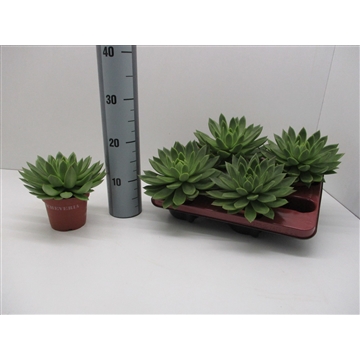Echeveria Agavoides