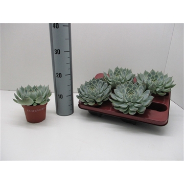 Echeveria Chihuahuaensis