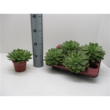 Echeveria Gilva
