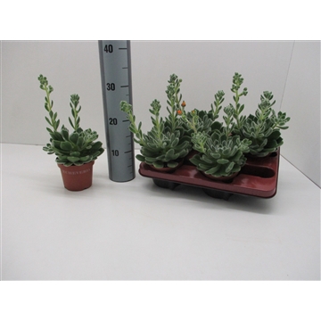 Echeveria Green Velvet