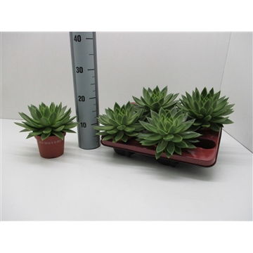 Echeveria Miranda