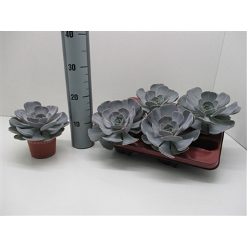 Echeveria Pollux