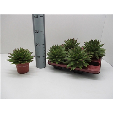 Echeveria Agavoides Ebony Red Lips