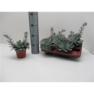 Echeveria Runyonii
