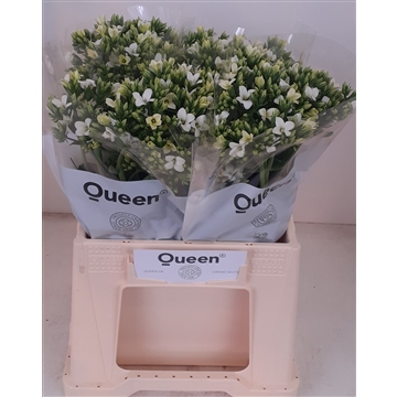 kalanchoe Simply White Meadow