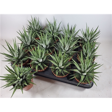 Haworthia fasciata &#39;Big Band&#39;