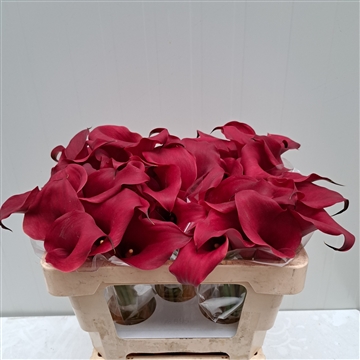 Zantedeschia Captain Redwood 50
