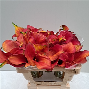 Zantedeschia Captain Odeon 520