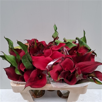 Zantedeschia Captain Redwood 520