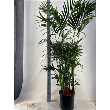 KENTIA - P34 H210 - 15PP (Howea forsteriana)