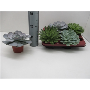 Echeveria Mix 204