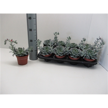 Echeveria Runyonii