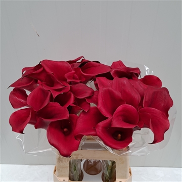 Zantedeschia Captain Redwood 60