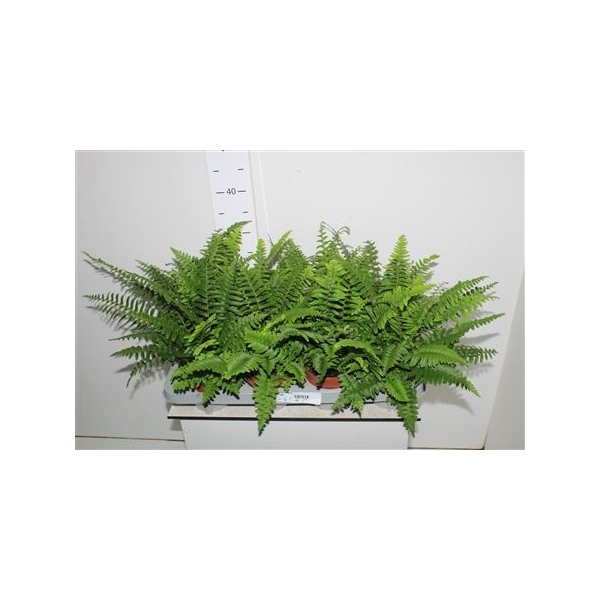 Athyrium Ov (a6484a73ff2a3) - FloraXchange