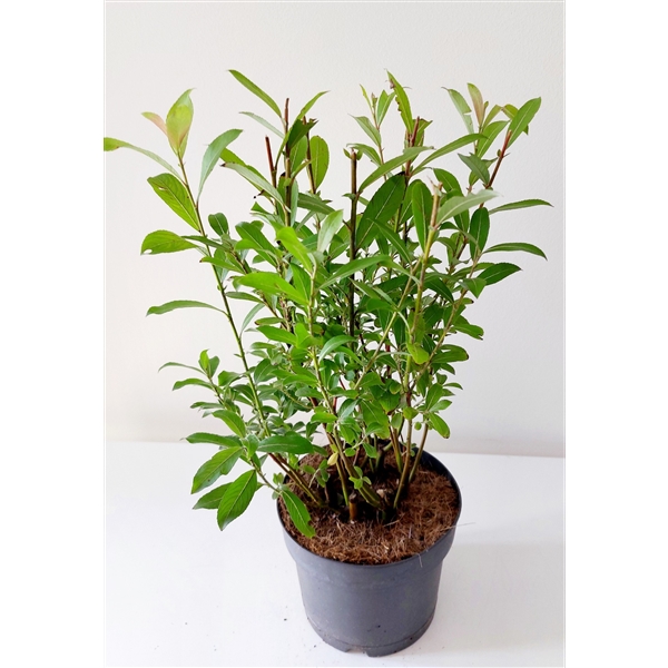Salix Mount Aso bush p17 (ASOBUSH) - FloraXchange