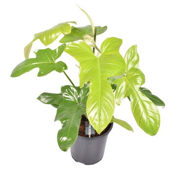 Philodendron Yellow Violin P19