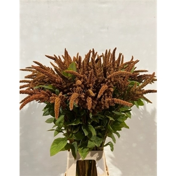 Amaranthus HB 80