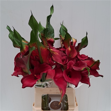Zantedeschia Captain Redwood 620