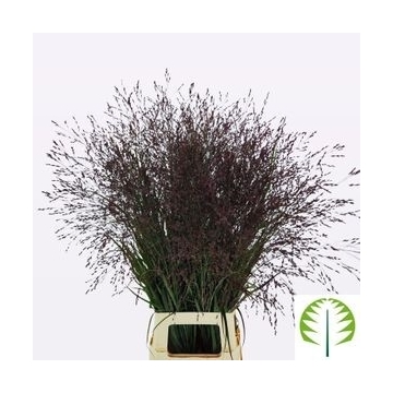 panicum warrior