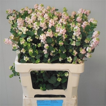 Symphoricarpos Magical Autumn Blush