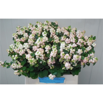 Symphoricarpos Magical Autumn Blush