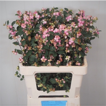 Symphoricarpos Magical Charming Fantasy