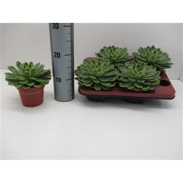 Echeveria Gilva