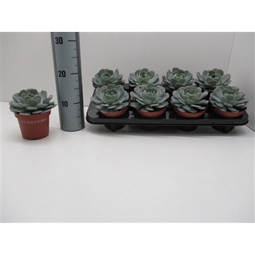 Echeveria Runyonii