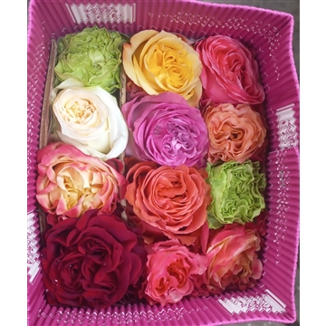 Garden Rose Rainbow (copy)