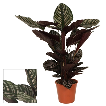 Calathea 19cm Ornata