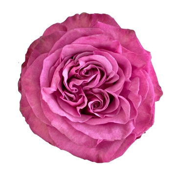 queen&#180;s crown