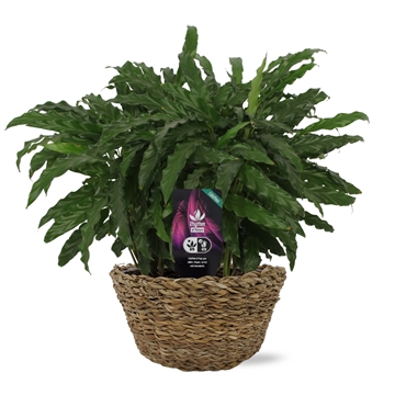 Calathea 12cm Mand Sabella Bluegrass p12